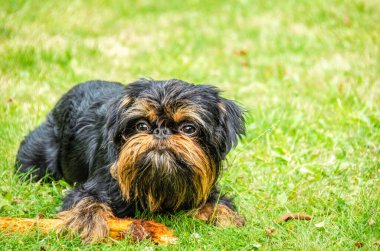 Köpek, Belçika Griffonu, kemirilmiş bir sopayla yeşil çimlerde