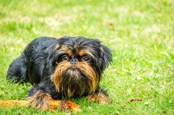 Hond Belgische Griffon Een Groen Gazon Met Een Knagende Stok — Stockfoto