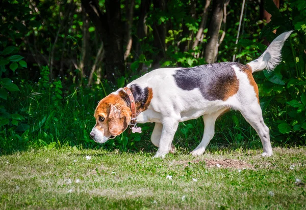 Beagle Anglais Extérieur Chassant Chien — Photo