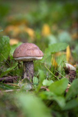 koltuk altı - ağaç altında yetişen yenilebilir orman mantar