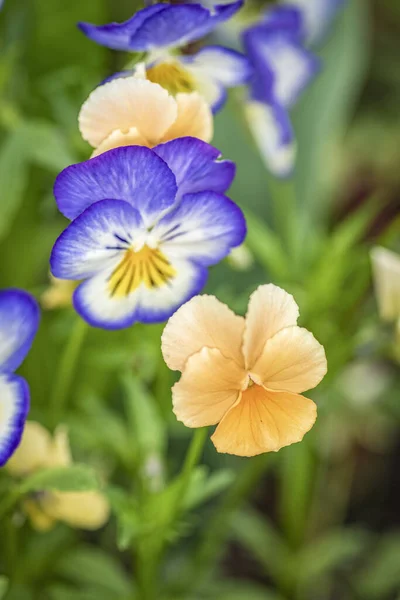 紫色和黄色的紫罗兰在夏天的花坛在花园里 — 图库照片