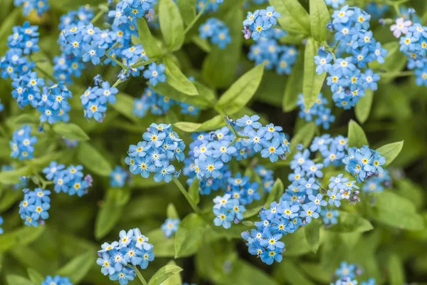 忘了我 Myosotis Arvensis 是Borage家族的一种双年生草本植物 属于双子叶科 — 图库照片