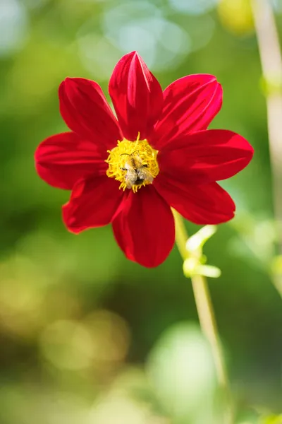 Bumblebee Red Dahlia Summer Garden Flower Bed — Stock Photo, Image