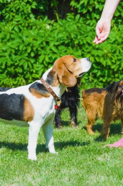 İngiliz beagle, yeşil çimenlikte, hanımefendinin elini kokluyor.