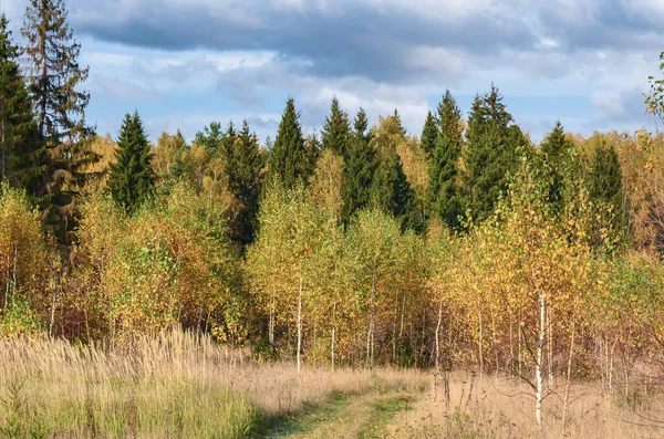 Landweg Aan Rand Van Een Herfstbos Tussen Jonge Berken — Stockfoto