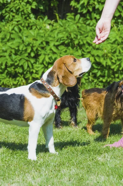 Angielski Beagle Zielonym Trawniku Wąchający Dłoń Kochanki — Zdjęcie stockowe