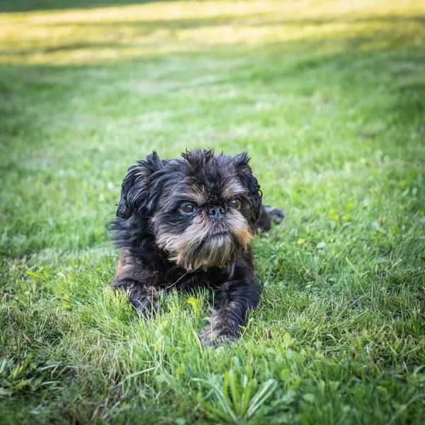 Köpek Belçikalı griffon, dilini dışarı asılı ile çim üzerinde yalan