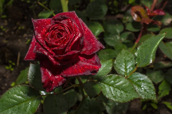 Black Rose Drops Water Macro — Stock Photo, Image
