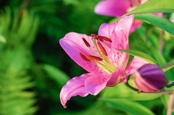 庭の花壇の緑の中にピンクのユリ — ストック写真