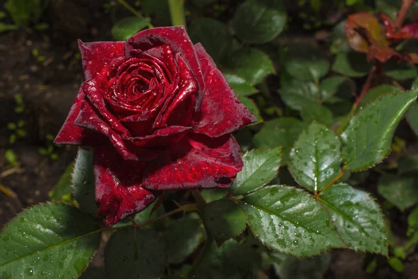 Black Rose Drops Water Macro — Stock Photo, Image