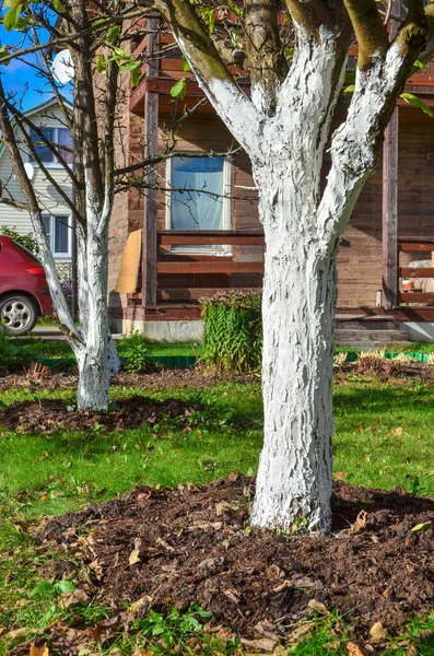 Weißwaschen Von Bäumen Garten Eines Landhauses Herbst — Stockfoto