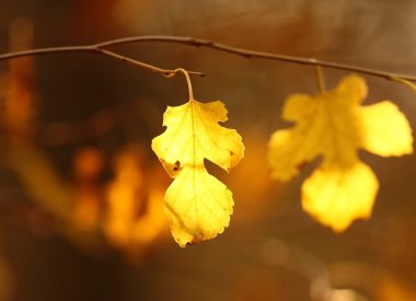 Sonbahar Yaprakları