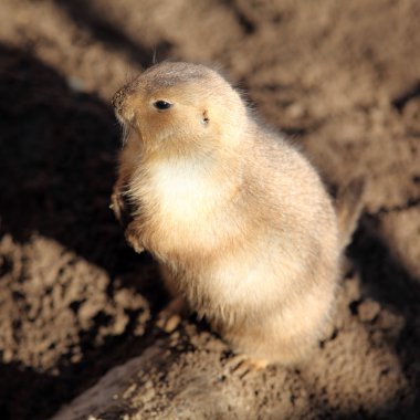 Prairie Dog clipart