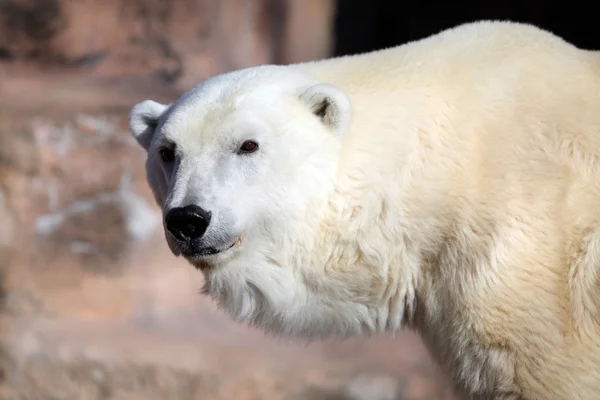 Polar Bear Stock Image