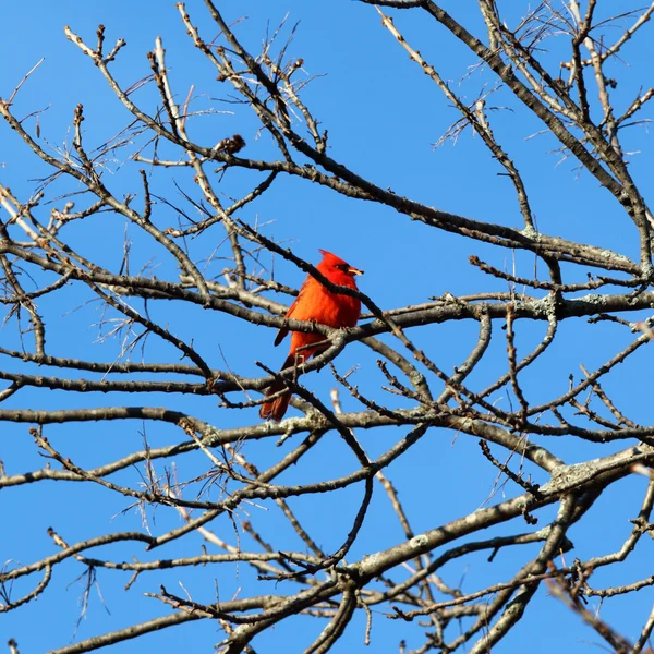 Red Cardinal in a tree — Stock Photo, Image