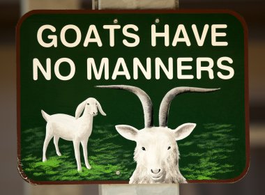 keçi hiçbir görgü var