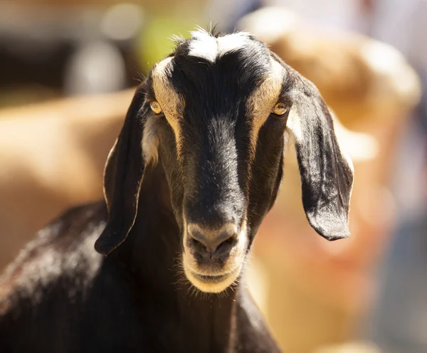 Ziege — Stockfoto