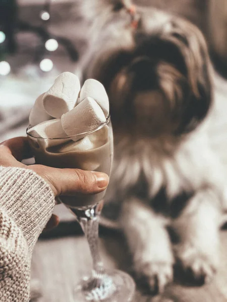 Noel 'de sevimli bir köpek