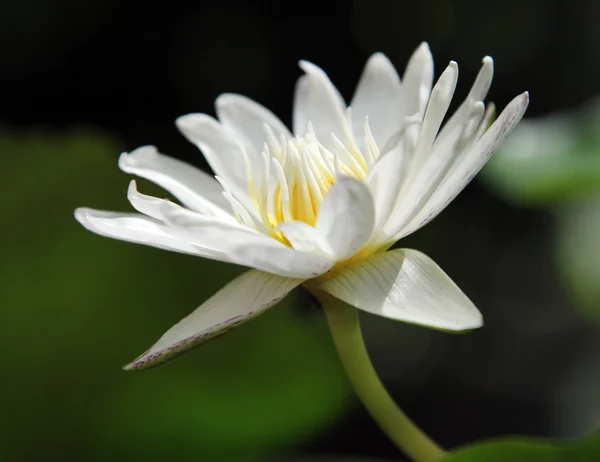 Bílý lotos — Stock fotografie
