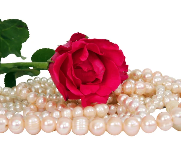 Red rose and pearl — Stock Photo, Image