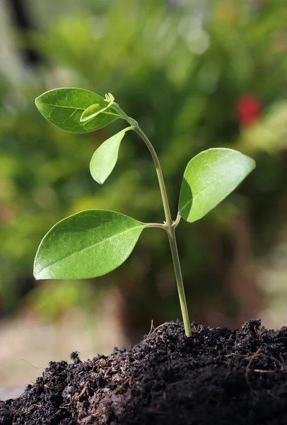 Plantă verde — Fotografie, imagine de stoc