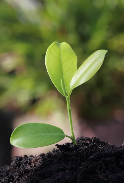 Grüne Pflanze — Stockfoto