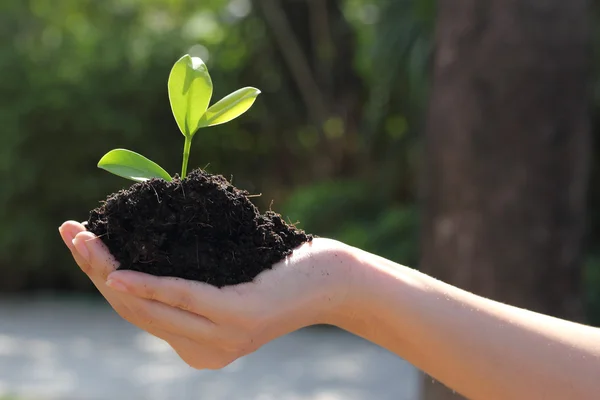 Mână exploatație de plante — Fotografie, imagine de stoc