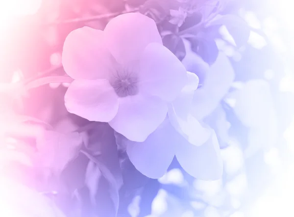 Flower — Stock Photo, Image