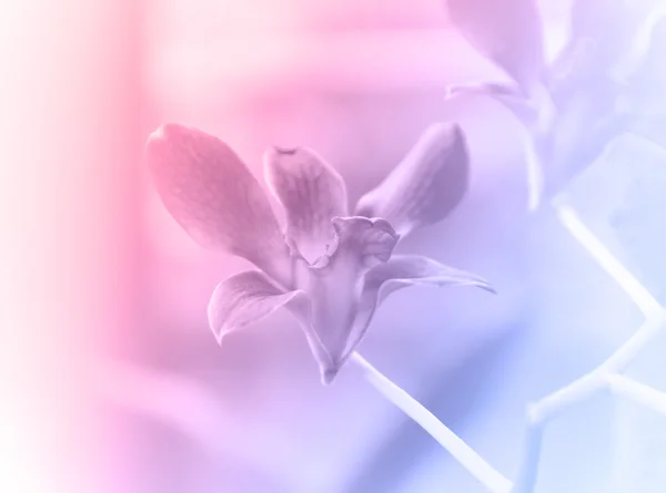 Orchidee — Stockfoto