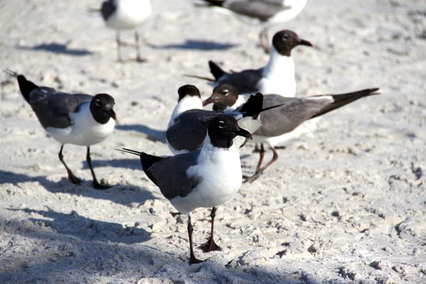 Seagulls — Stock Photo, Image