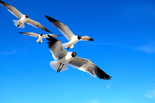 Seagulls — Stock Photo, Image