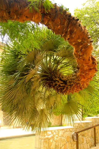 sarmal
