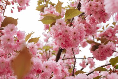 Sakura ağacının çiçeği. Pembe akarsularla açan bahar dalları