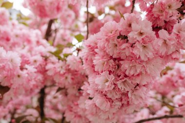 Vahşi kiraz ağacının filizlenen dalları parkta çiçek açıyor