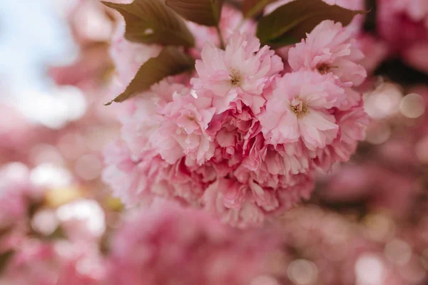 Bright Blooming Branch Cherry Sakura Flover Tree Wild Garden — Stock Photo, Image