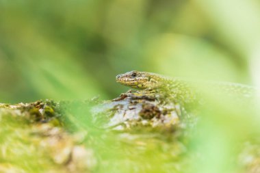 Podarcis muralis, Avrupa 'da yaygın bir duvar kertenkelesi. Yoğun yeşil yaprakları olan bir ağacın üzerinde güneş ışığında dinleniyor. Küçük alan derinliği, seçici odak, makro resim.