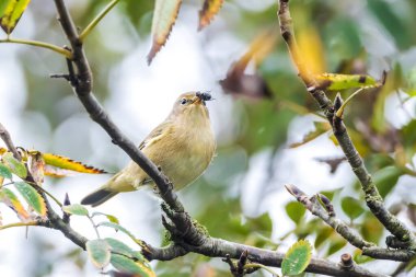Yaygın bir chiffchaff kuşunun yakın çekimi Phylloscopus collybita, bir böcek yakaladı. Yeşil renkli arka planda yumuşak bir ışık.