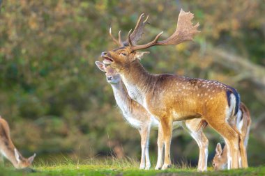 Çiftleşme mevsiminde Fallow deer Dama Dama erkek geyiği. Sonbahar güneşi ve doğa renkleri arka planda açıkça görülebilir..