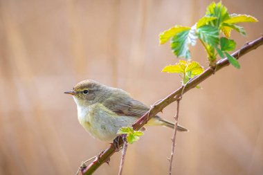 Yaygın bir chiffchaff kuşunun yakın çekimi Phylloscopus collybita, güzel bir yaz akşamında yeşil, canlı bir arka planda yumuşak bir ışık ile şarkı söylüyor..