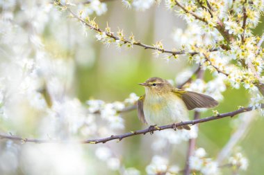 Yaygın bir chiffchaff kuşunun yakın çekimi Phylloscopus collybita, güzel bir yaz akşamında yeşil, canlı bir arka planda yumuşak bir ışık ile şarkı söylüyor..