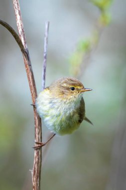 Yaygın bir chiffchaff kuşunun yakın çekimi Phylloscopus collybita, güzel bir yaz akşamında yeşil, canlı bir arka planda yumuşak bir ışık ile şarkı söylüyor..