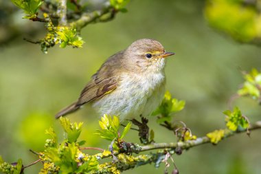 Yaygın bir chiffchaff kuşunun yakın çekimi Phylloscopus collybita, güzel bir yaz akşamında yeşil, canlı bir arka planda yumuşak bir ışık ile şarkı söylüyor..