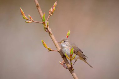 Söğüt bülbülü Phylloscopus trochilus 'un yakın çekimi, güzel bir yaz akşamında yeşil, canlı bir arka planda yumuşak bir ışık ile şarkı söylüyor..
