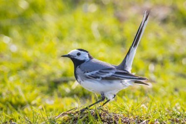 Beyaz Wagtail, Motacilla Alba, beyaz, gri ve siyah tüylü bir kuş. Beyaz Wagtail, Letonya 'nın ulusal kuşudur.