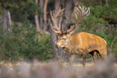Kızıl geyik erkek, servus elaphus, çiftleşme mevsiminde mor fundaların açtığı bir ormanın yakınındaki bir tarlada çiftleşiyor. Ulusal parc de Hoge Veluwe