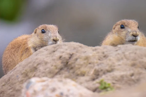 Close up of a black-tailed prairie dog Cynomys ludovicianus eating vegtables and plants. This rodent of the family Sciuridae is found in the Great Plains of North America.