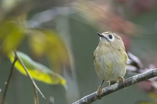 Pássaro Crista Dourada Regulus Regulus Que Atravessa Ramos Árvores Arbustos — Fotografia de Stock