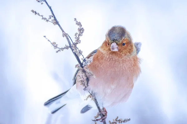 Fechar Queixo Macho Coelebs Fringilla Forrageamento Neve Belo Cenário Frio — Fotografia de Stock