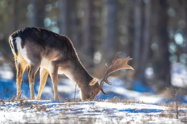 Fallow Geyik Geyiği Dama Dama Kış Ormanlarında Kar Buz Arıyor — Stok fotoğraf