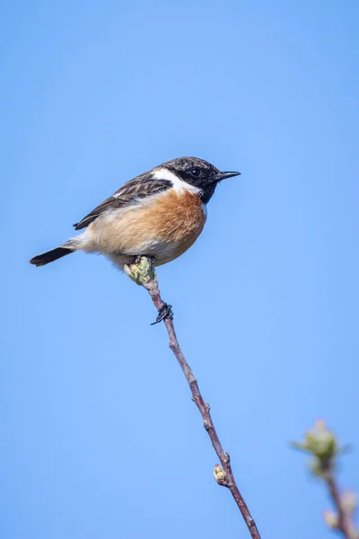 Stonechat Saxicola Rubicola Zbliżenie Poranne Słońce — Zdjęcie stockowe